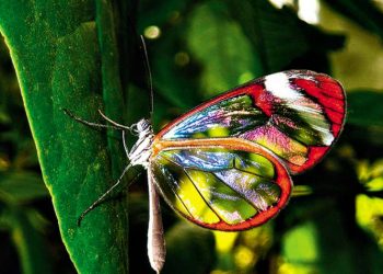 Η πεταλούδα