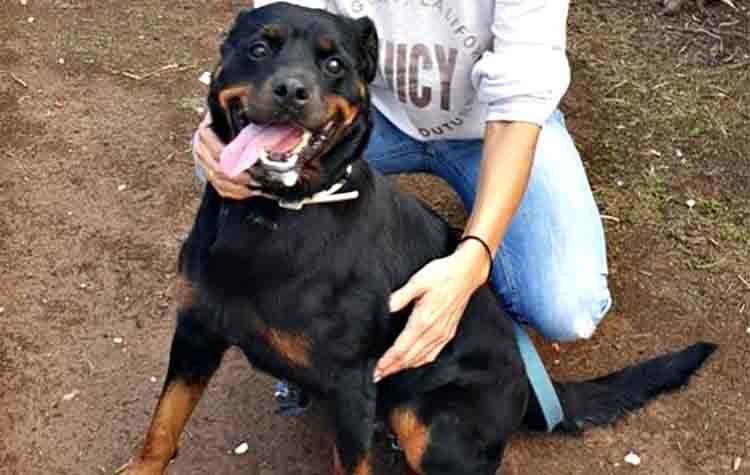 Ένα δύσκολο εγχείρημα από μια αληθινή φίλη των ζώων