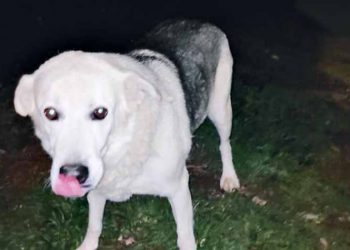 «Το 2020 να είναι χρονιά με λιγότερα αδέσποτα»