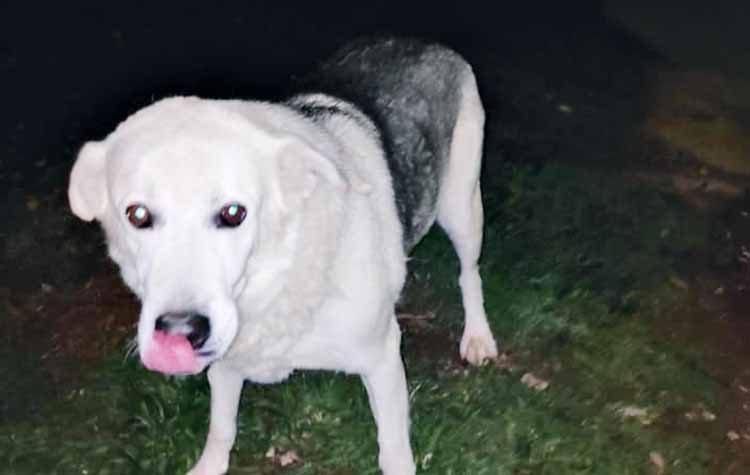 «Το 2020 να είναι χρονιά με λιγότερα αδέσποτα»