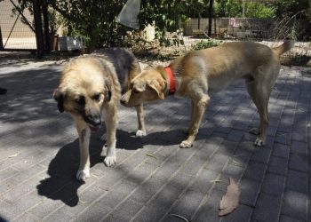 Δήμος Αμαρουσίου: «Οι ενέργειες του Προγράμματος Αδέσποτων Ζώων»