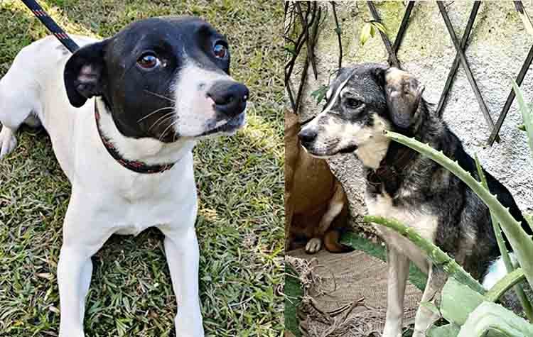 Δίνονται για υιοθεσία