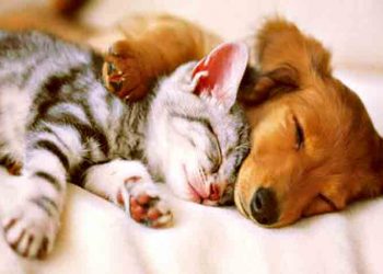 Ας μιλήσουμε για τα ζώα