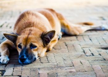 Καθημερινή παροχή τροφής και νερού στα αδέσποτα της Μεταμόρφωσης