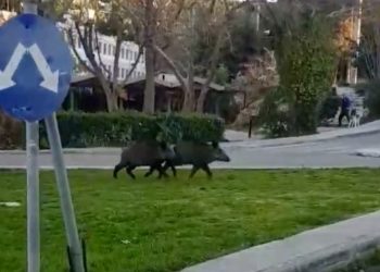 Δύο αγριογούρουνα εμφανίστηκαν το πρωί στην πλατεία Πολιτείας