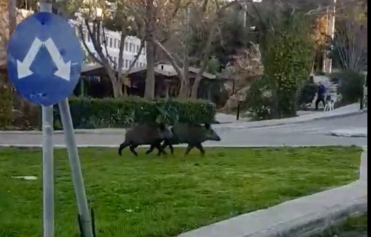 Δύο αγριογούρουνα εμφανίστηκαν το πρωί στην πλατεία Πολιτείας