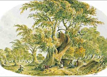 Το δέντρο της ελιάς