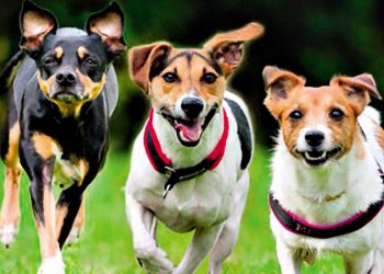 Βασικές ανάγκες του σκύλου - Kοινωνικοποίηση