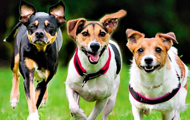 Βασικές ανάγκες του σκύλου - Kοινωνικοποίηση