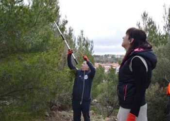 Ξεκίνησε το πρόγραμμα κοψίματος και καψίματος κουκουλιών πιτυοκάμπης