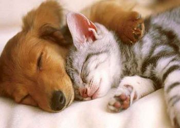 #AnimalSolidarityGR: Δράση στήριξης για αδέσποτα και δεσποζόμενα ζώα