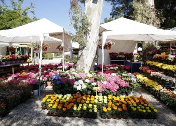 Ανθοκομική τον Ιούνιο  κορωνοϊού…επιτρέποντος