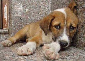 Ο Δήμος Πεντέλης καταδικάζει τα φαινόμενα δηλητηρίασης ζώων