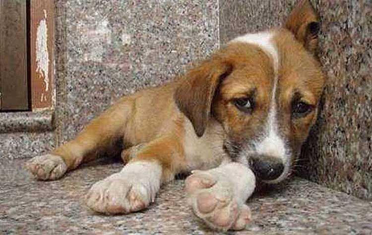 Ο Δήμος Πεντέλης καταδικάζει τα φαινόμενα δηλητηρίασης ζώων