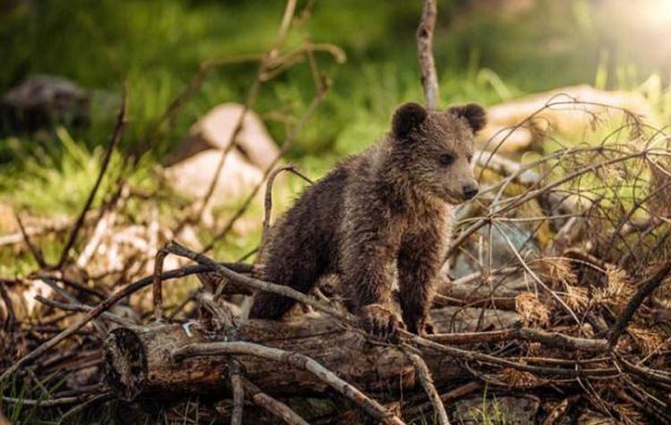 Επιδημία: Ευτράπελα και θετικά