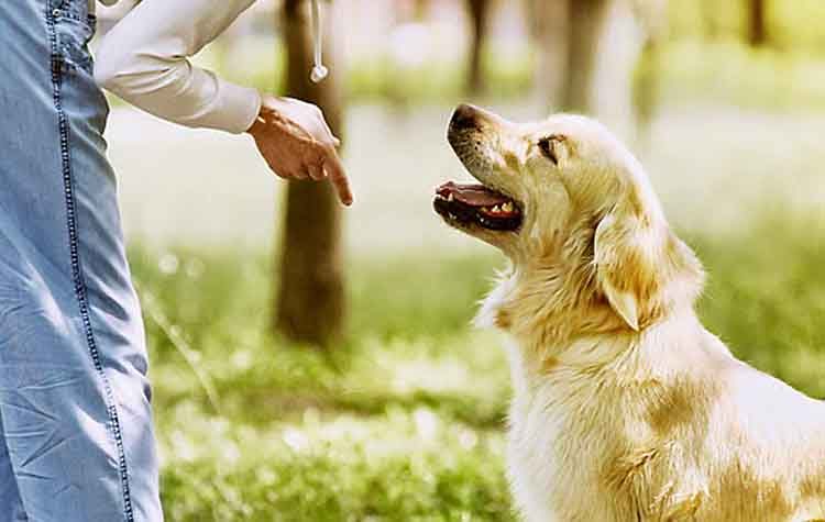 Βασικές ανάγκες του σκύλου / Εκπαίδευση