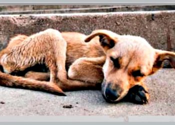 Κουτάβι αδεσποτάκι