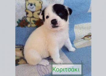 Χνουδωτές κουταβομπαλίτσες προς υιοθεσία