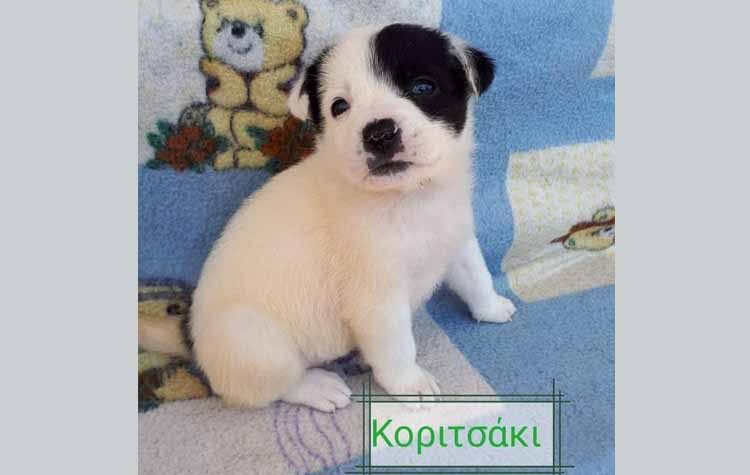 Χνουδωτές κουταβομπαλίτσες προς υιοθεσία