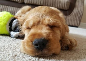 Νέο κουτάβι στο σπίτι