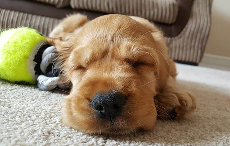 Νέο κουτάβι στο σπίτι