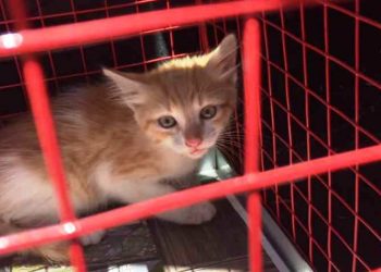 Περιπετειώδης διάσωση γάτας στη Λεωφόρο Μεσογείων (βίντεο)