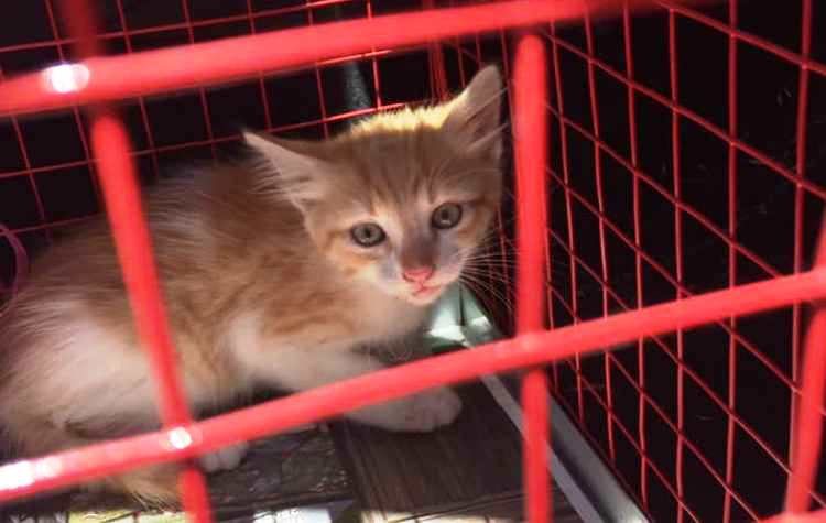 Περιπετειώδης διάσωση γάτας στη Λεωφόρο Μεσογείων (βίντεο)