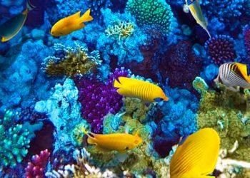 Εξερευνήστε το Βυθό στο Golden Hall