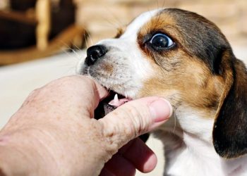 Κουταβίσιο δάγκωμα