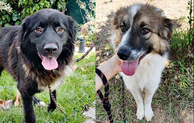 Ο Νέρο και η Πέφι αναζητούν οικογένεια