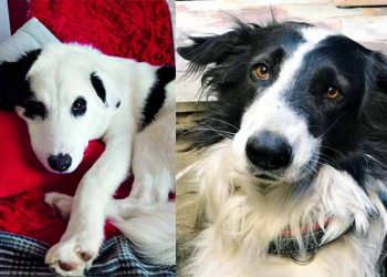 Δίνονται για υιοθεσία