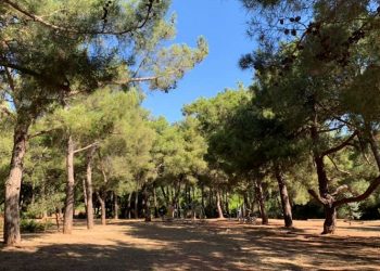 Εργασίες αποψίλωσης στο άλσος «Πουλάκη» στη Φιλοθέη