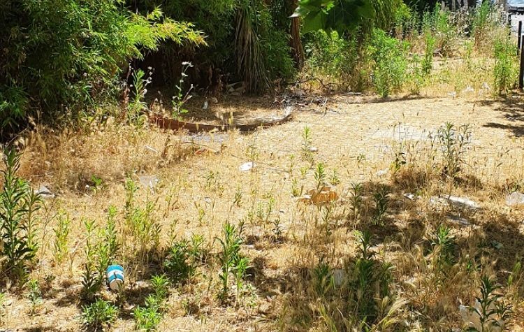 «Αλλάζουμε»: «Τροπική ζούγκλα στον εμπορικότερο δρόμο της πόλης»