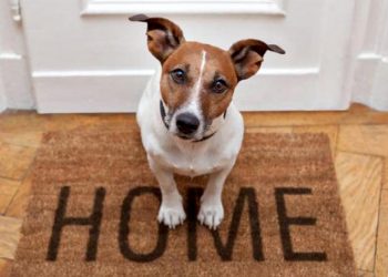 Πριν έρθει ο σκύλος στο σπίτι…