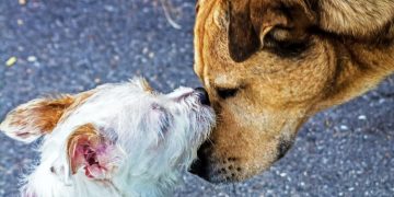 Οι Φίλοι Ζώων Χαλανδρίου πάνε ξανά… πλατεία