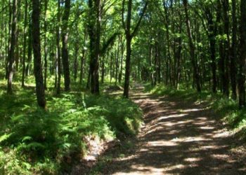 Αναμόρφωση και συμπλήρωση Δασικών Χαρτών στον Δήμο Πεντέλης