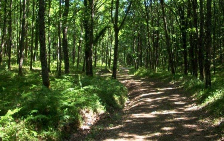 Αναμόρφωση και συμπλήρωση Δασικών Χαρτών στον Δήμο Πεντέλης