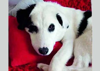 Ο Όλιβερ αναζητά οικογένεια