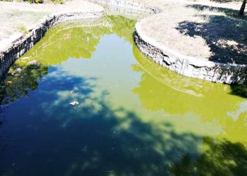 Οδοιπορικό της Αμαρυσίας στο Κτήμα Συγγρού: Ακμαίο δάσος, διαλυμένα κτίσματα