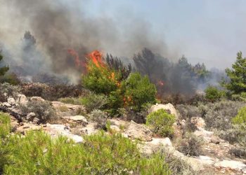 Δημήτρης Λουκάς: «Είμαστε σε ετοιμότητα να διαφυλάξουμε το πράσινο του Λαυρίου»