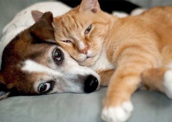 Γάτα και σκύλος στο ίδιο σπίτι