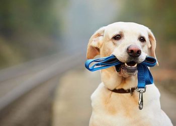 Αφήνω τον σκύλο μου χωρίς λουρί (οδηγό);