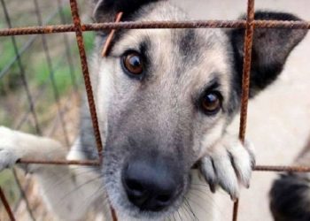 Επιστολή Β. Ζορμπά στην κυβέρνηση για δημιουργία καταφυγίου αδέσποτων ζώων