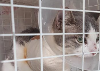 Ακρωτηριασμένο γατάκι στην Αγ. Παρασκευή αναζητά στέγη