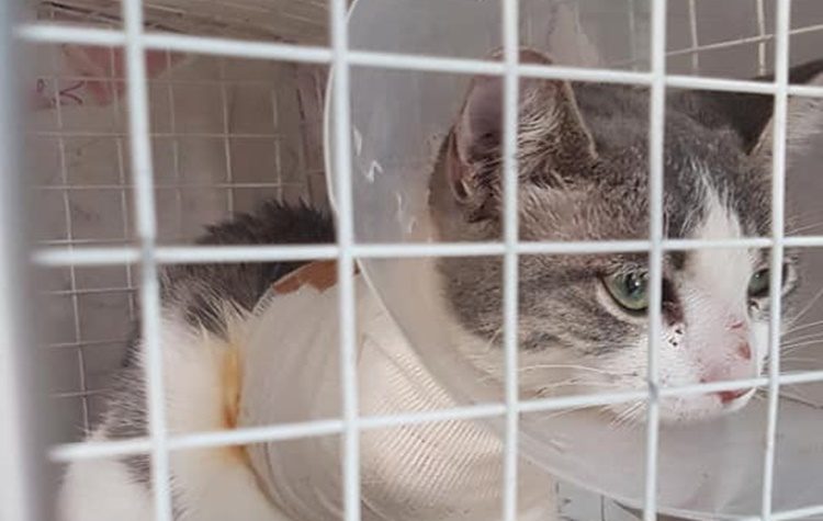 Ακρωτηριασμένο γατάκι στην Αγ. Παρασκευή αναζητά στέγη