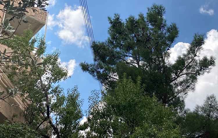 Την υπογειοποίηση του δικτύου ηλεκτροδότησης ζητά η Δήμητρα Κεχαγιά