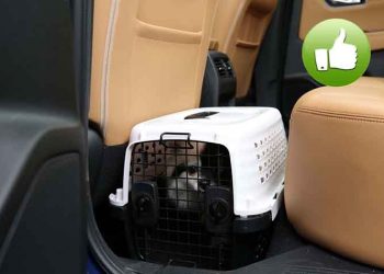 Η Nissan μοιράζεται συμβουλές για την ασφάλεια των κατοικιδίων