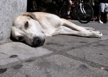 Παρέμβαση από τον Δήμο Παπάγου - Χολαργού για επιθέσεις σε αδέσποτα ζώα
