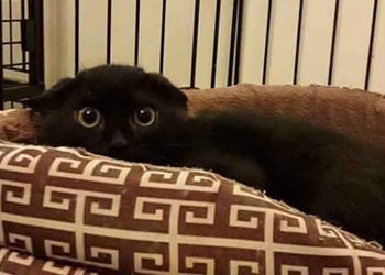 Γατάκι δυόμισι μηνών αναζητά στέγη