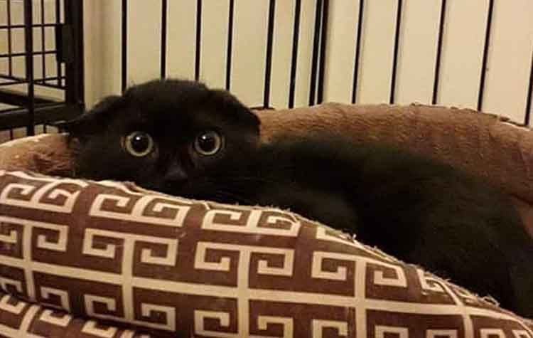 Γατάκι δυόμισι μηνών αναζητά στέγη